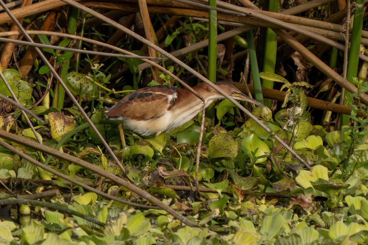Least Bittern - ML646195452