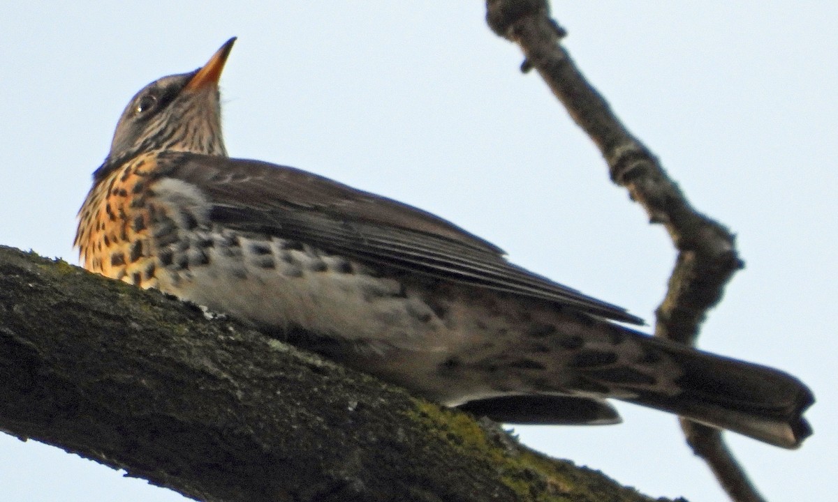 Fieldfare - ML646195467
