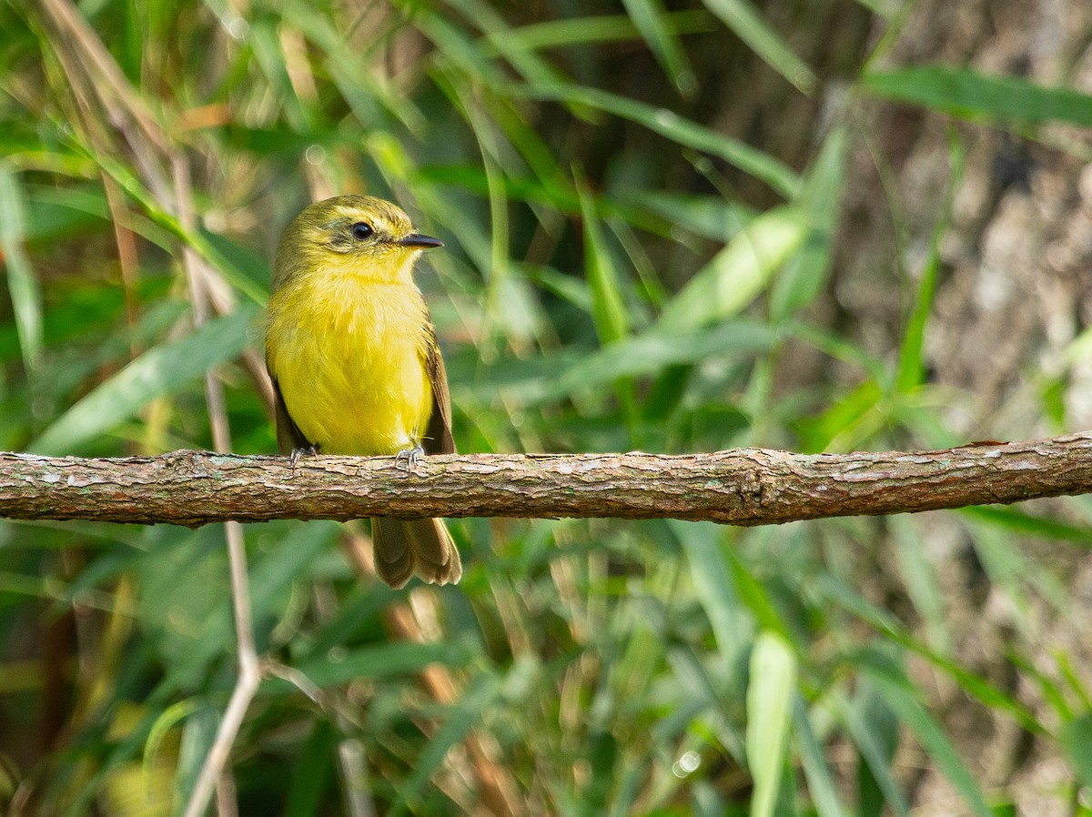 Yellow Tyrannulet - ML646195471
