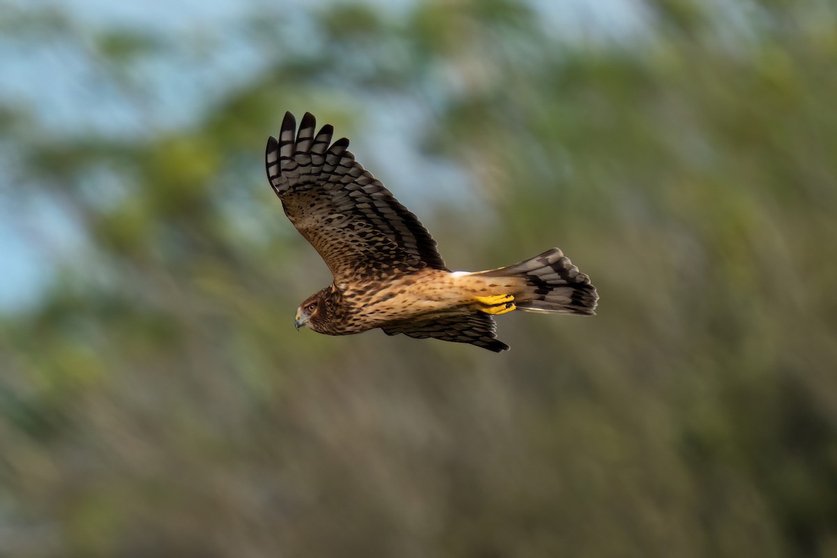 Northern Harrier - ML646195472