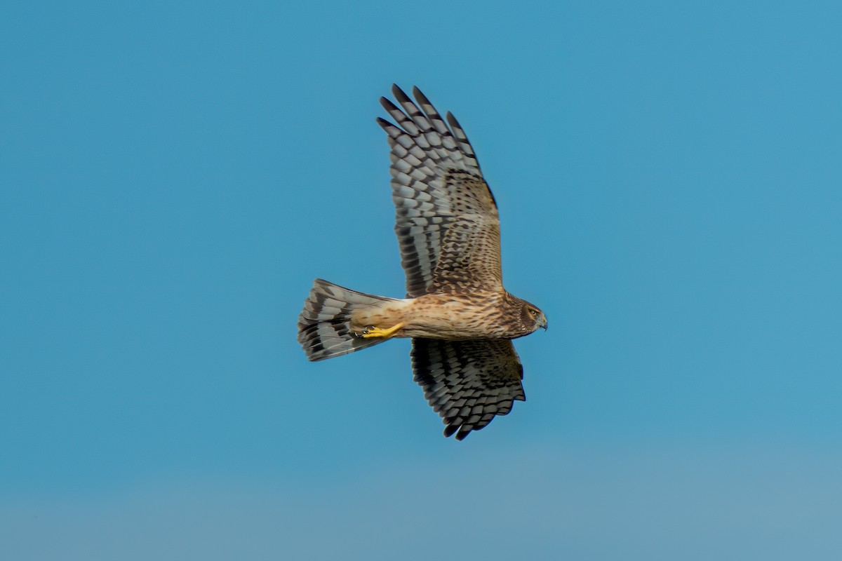 Northern Harrier - ML646195484