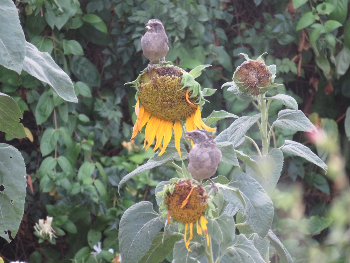 Streaky-headed Seedeater - ML646195486