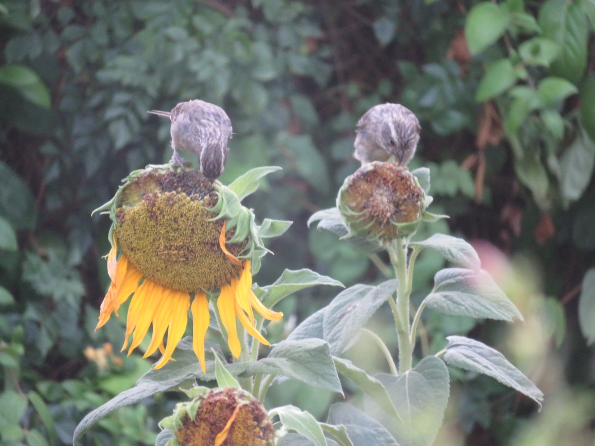 Streaky-headed Seedeater - ML646195487