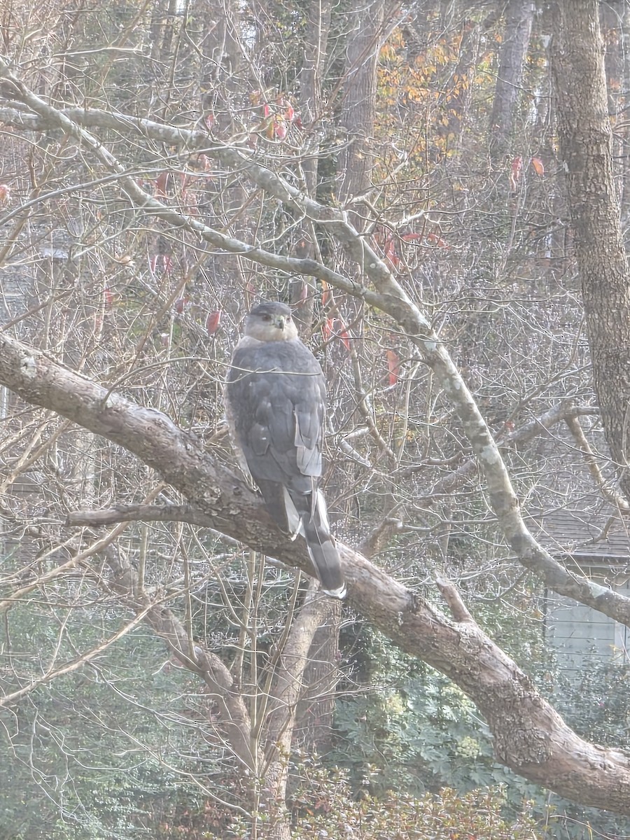 Cooper's Hawk - ML646195490