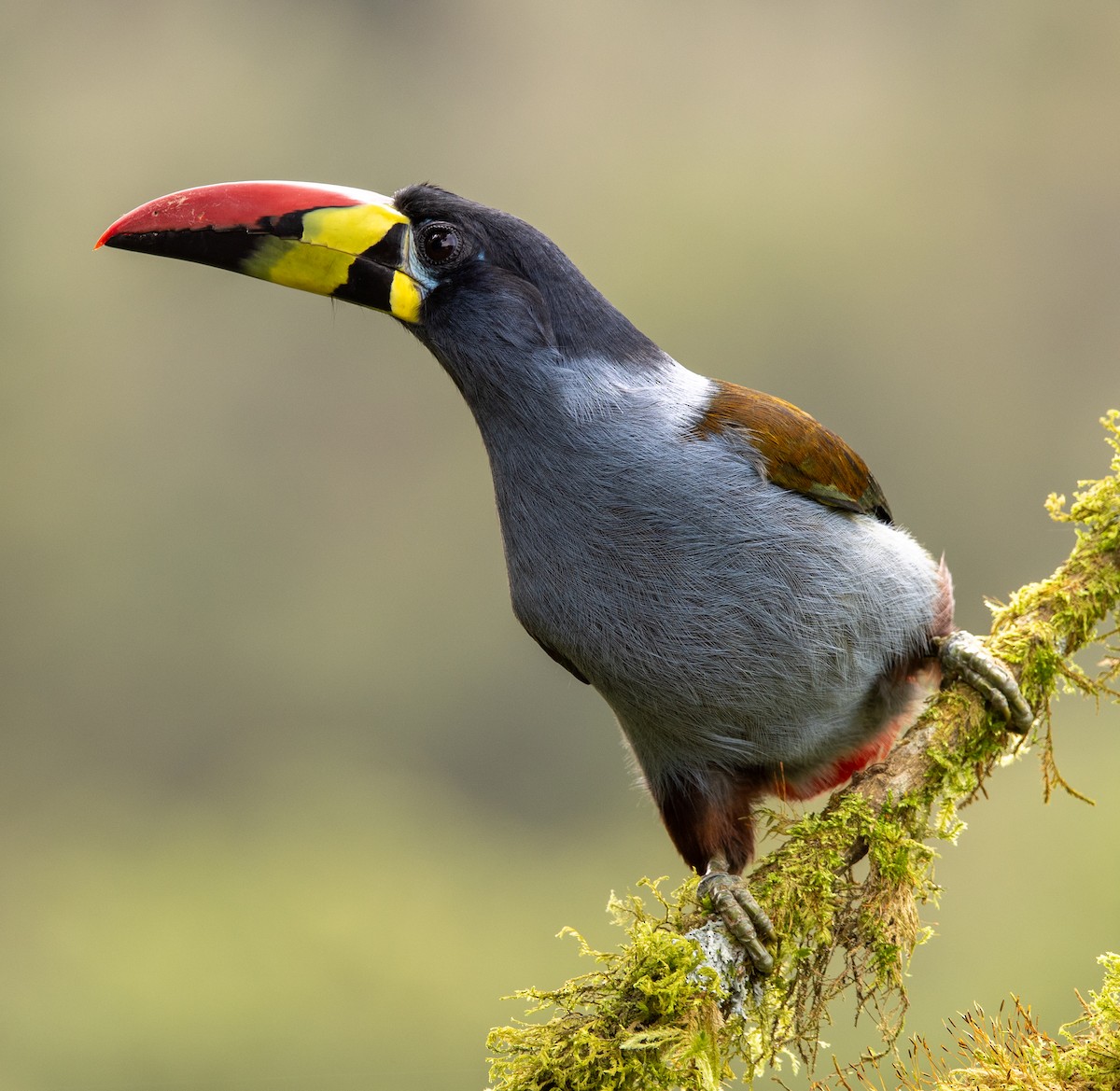 Gray-breasted Mountain-Toucan - ML646195513