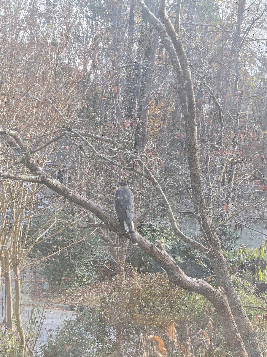 Cooper's Hawk - ML646195514