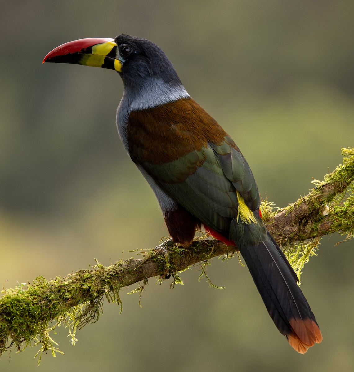 Gray-breasted Mountain-Toucan - ML646195515