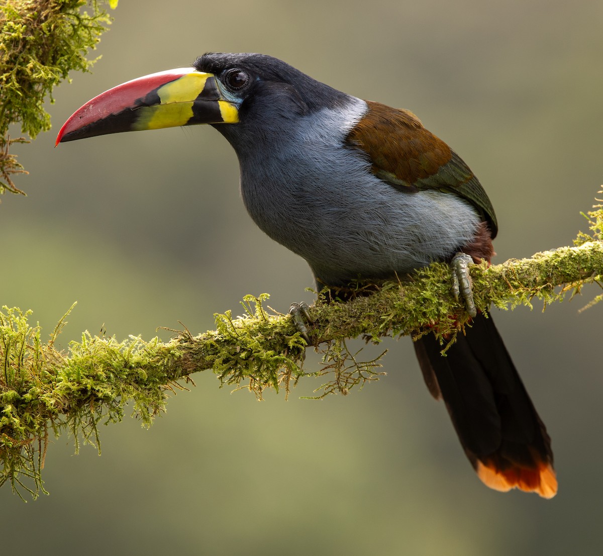 Gray-breasted Mountain-Toucan - ML646195516