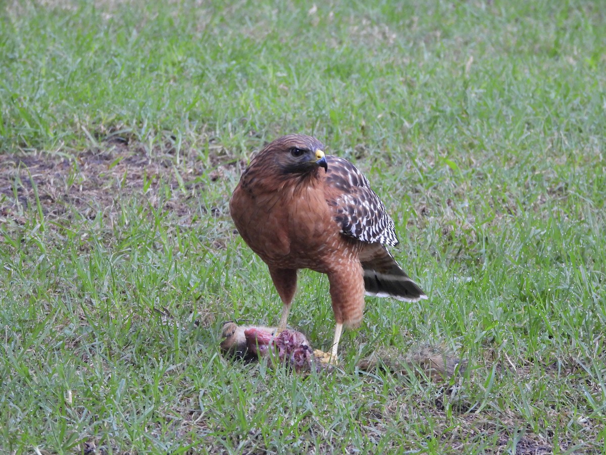 Red-shouldered Hawk - ML646195520