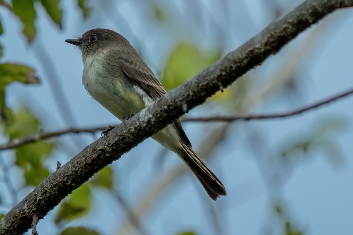 Eastern Phoebe - ML646195521
