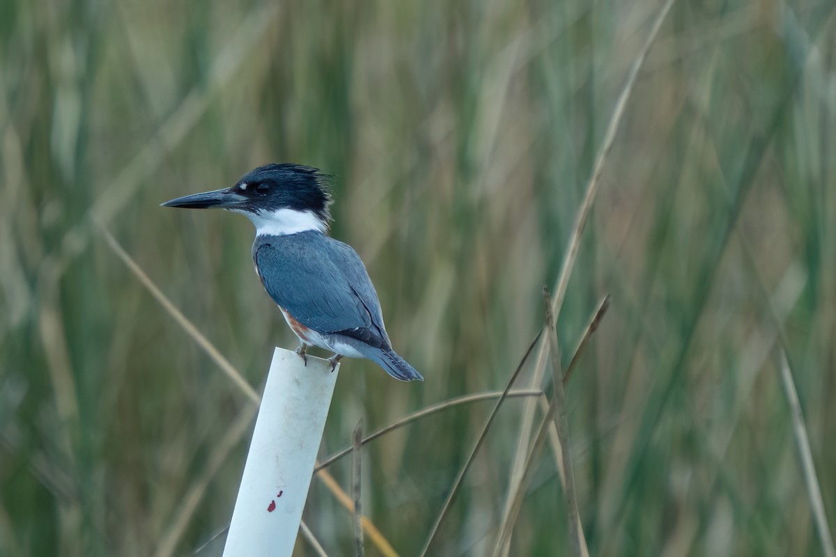 Belted Kingfisher - ML646195534
