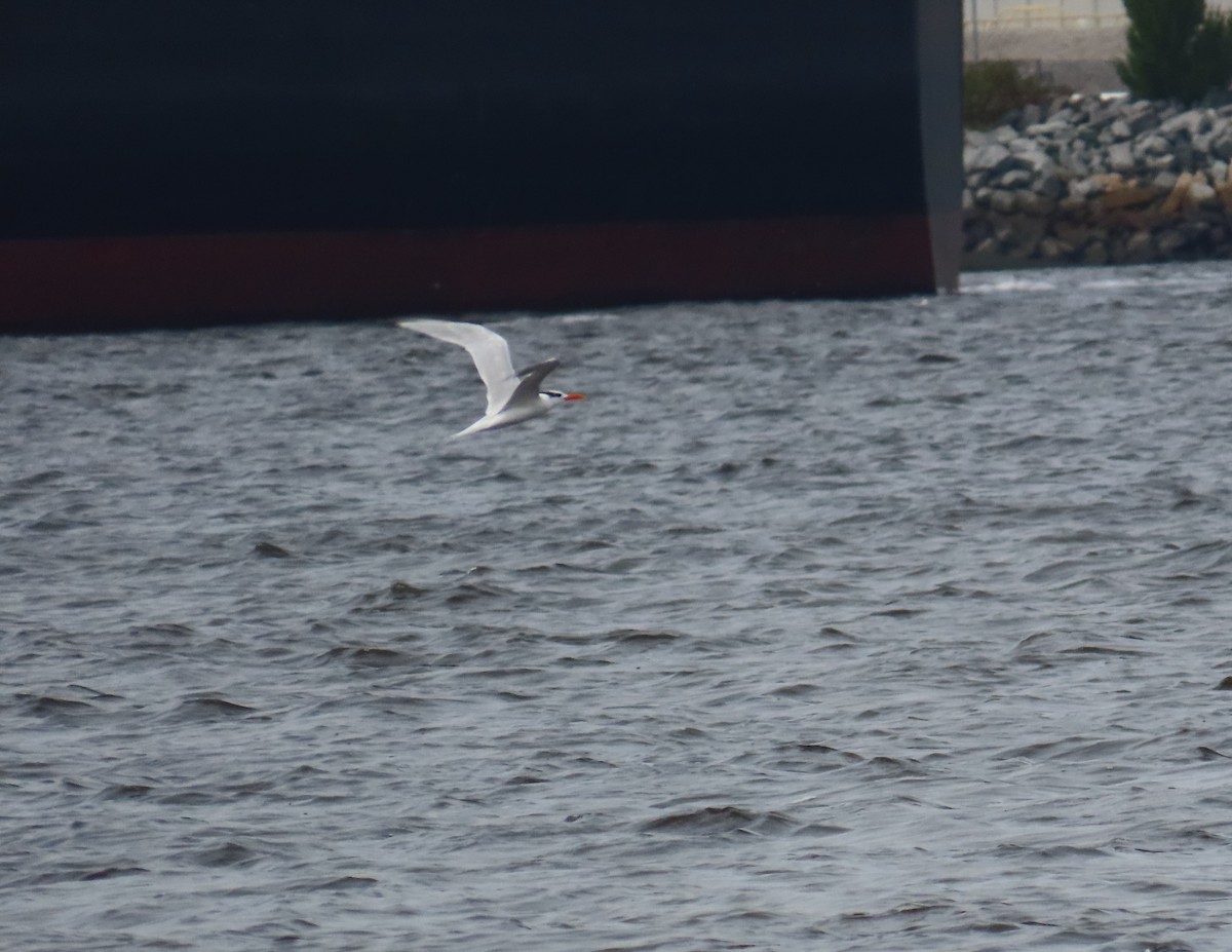Forster's Tern - ML646195538