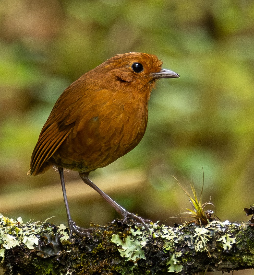 Equatorial Antpitta - ML646195548