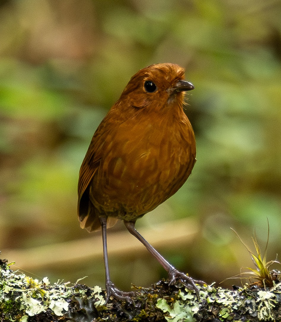 Equatorial Antpitta - ML646195549