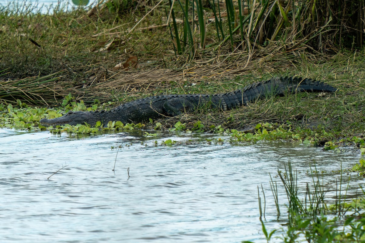 American Alligator - ML646195551