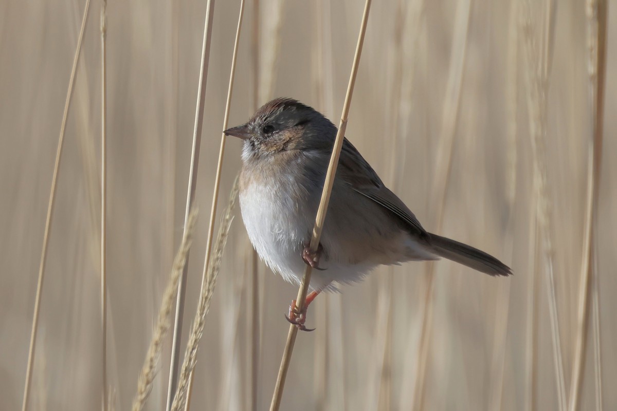 Swamp Sparrow - ML646195554