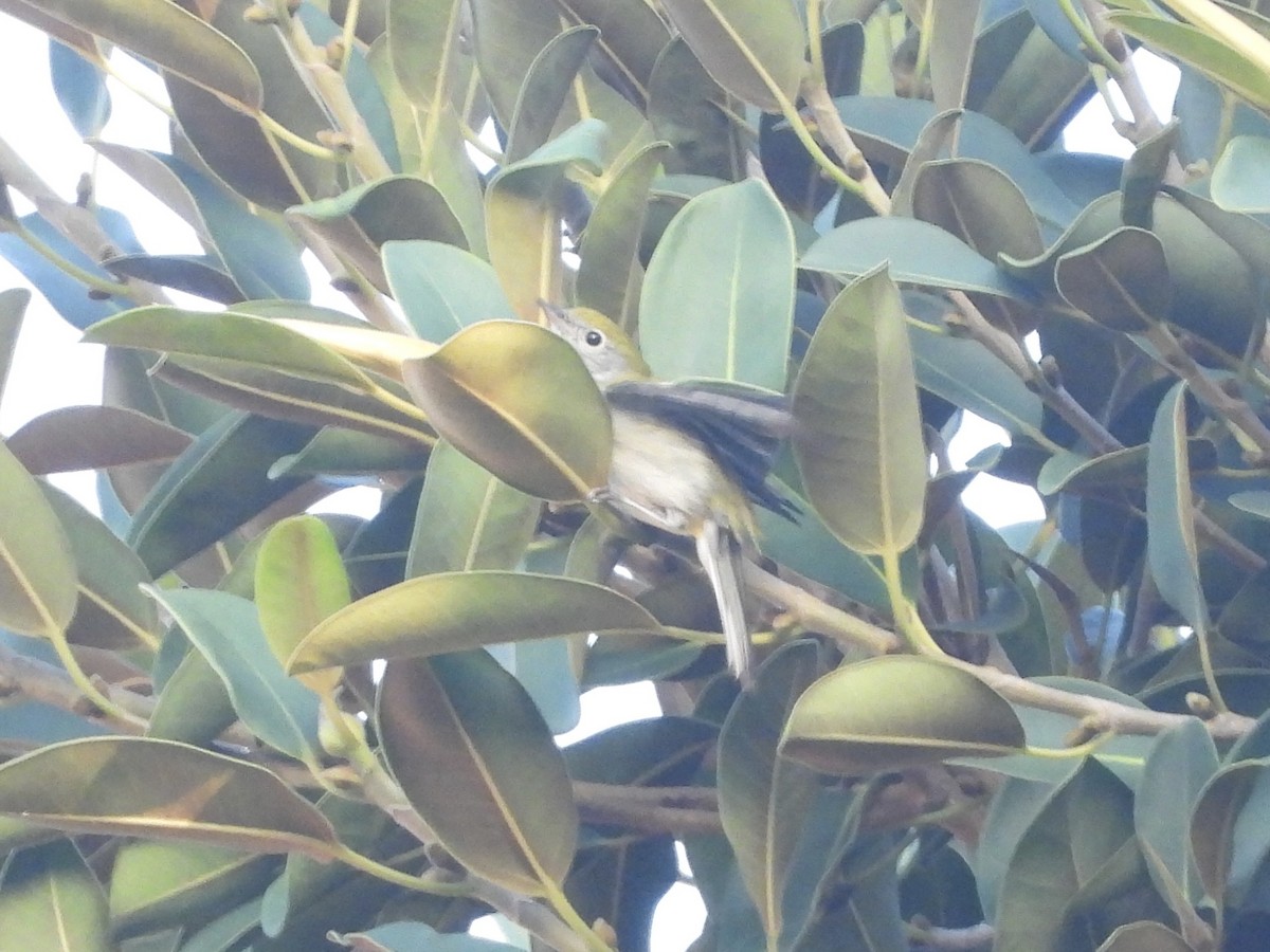 Chestnut-sided Warbler - ML646195555