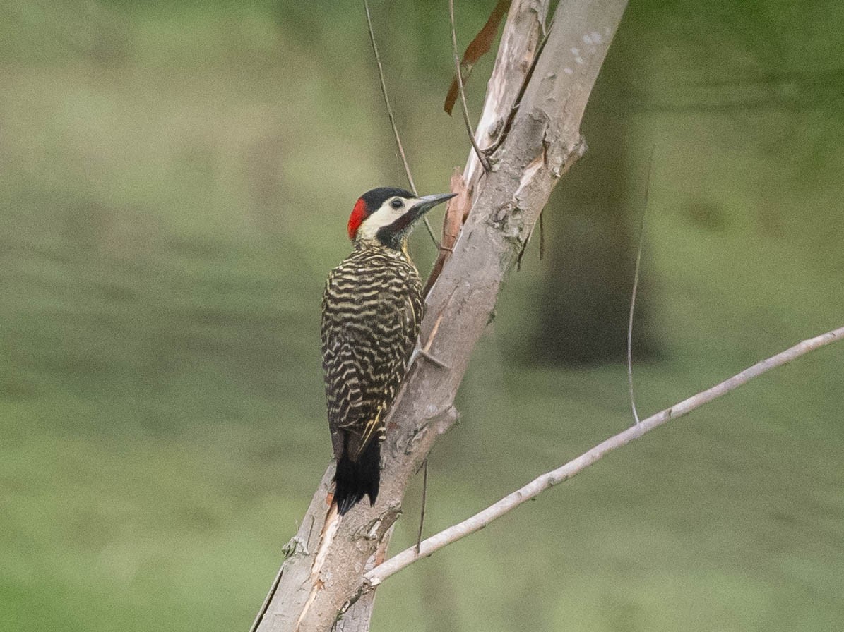 Grünbindenspecht - ML646195556