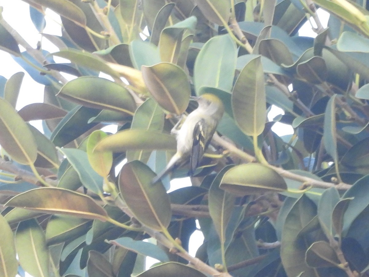 Chestnut-sided Warbler - ML646195558