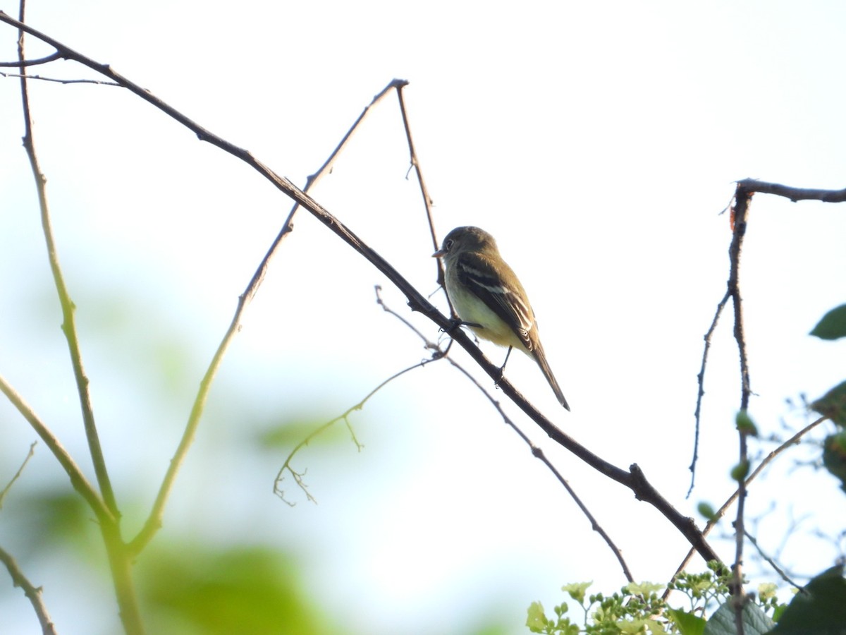Least Flycatcher - ML646195560