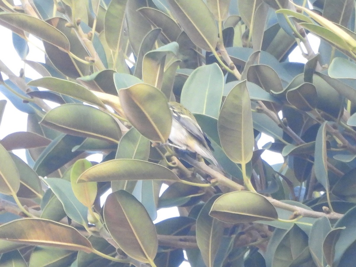 lesňáček rezavoboký - ML646195561