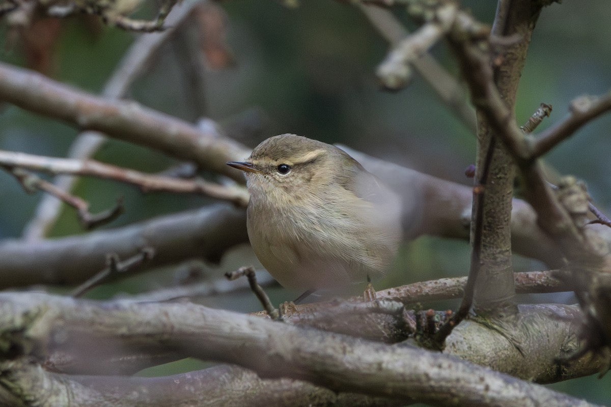 Hume's Warbler - ML646195563