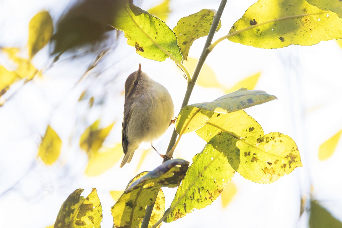 Hume's Warbler - ML646195564
