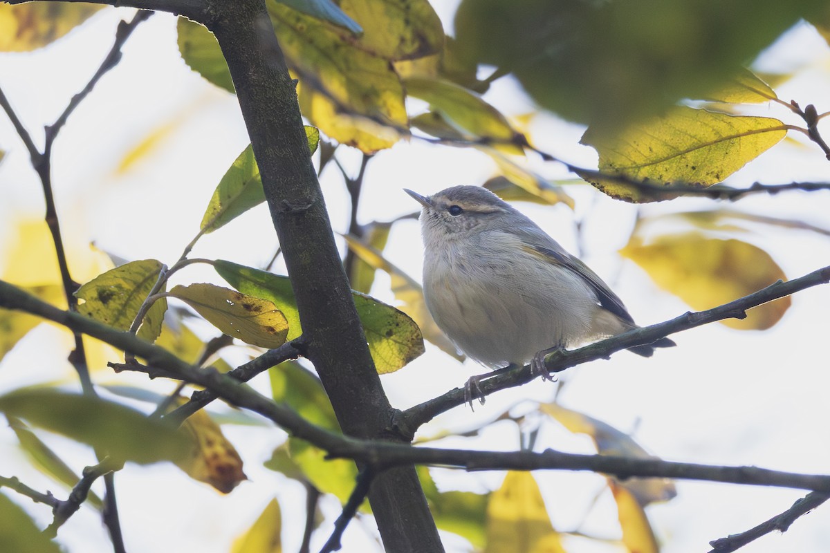 Hume's Warbler - ML646195565