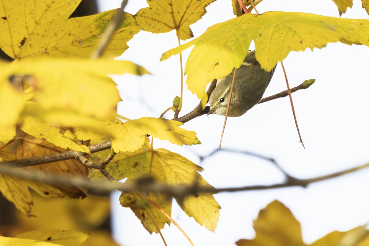 Hume's Warbler - ML646195566
