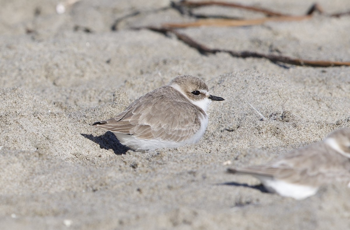 kulík západní - ML646195567