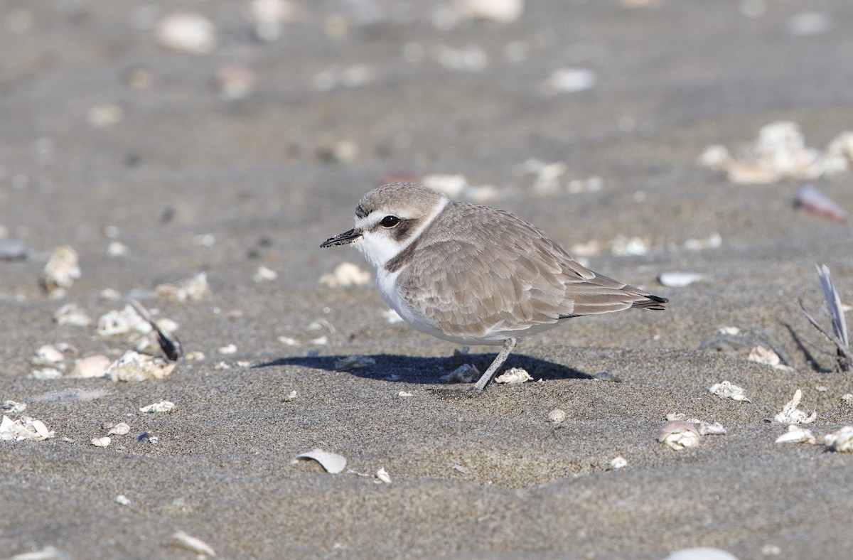 kulík západní - ML646195568