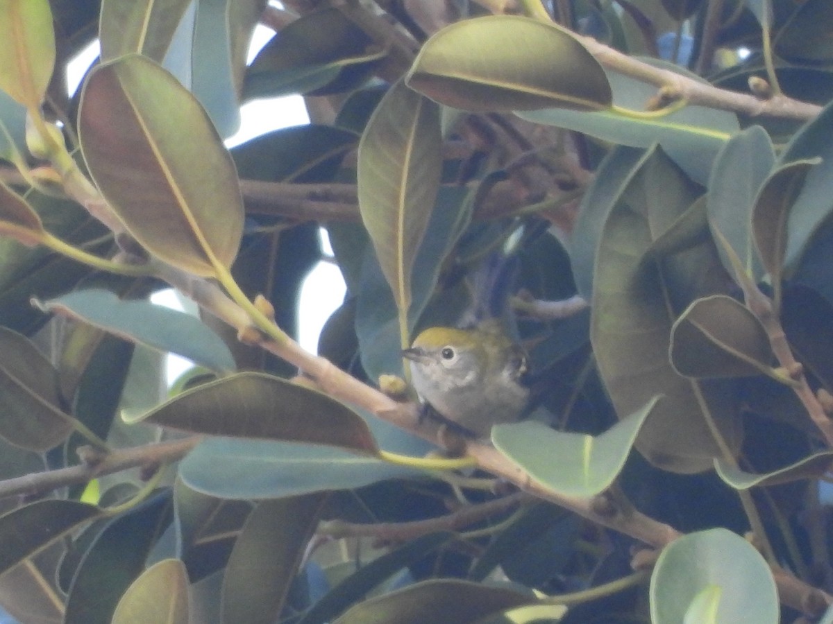 lesňáček rezavoboký - ML646195569