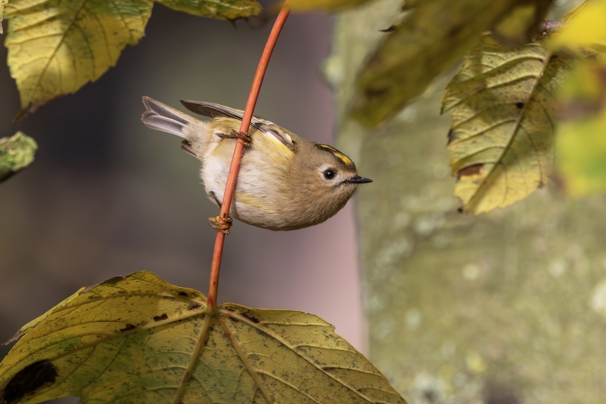Goldcrest - Toby Carter