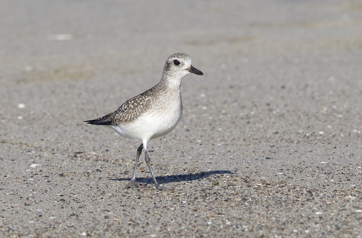 חופזי מנומר - ML646195583
