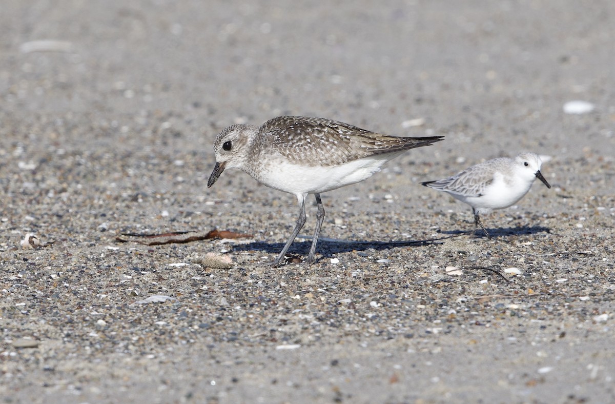 חופזי מנומר - ML646195584