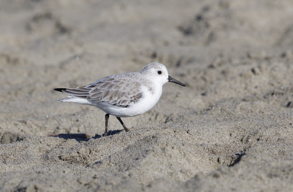 jespák písečný - ML646195602