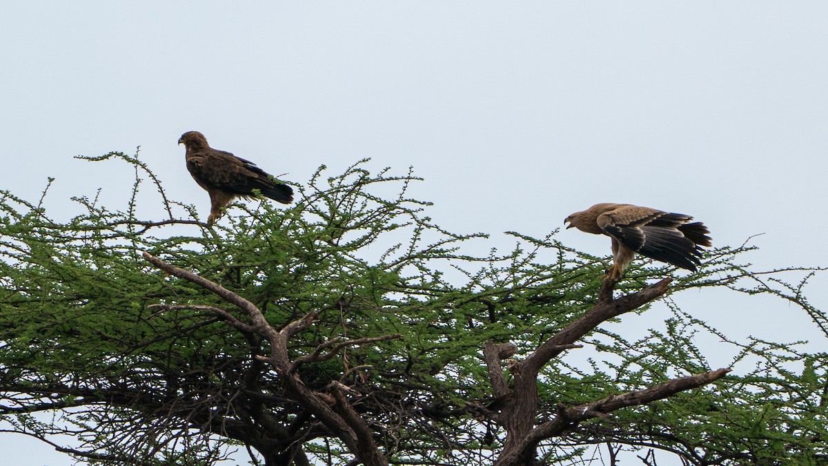 Tawny Eagle - ML646195611