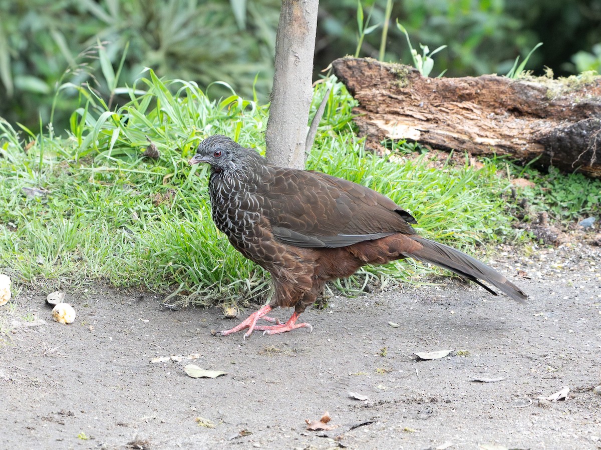 Andenguan - ML646195613