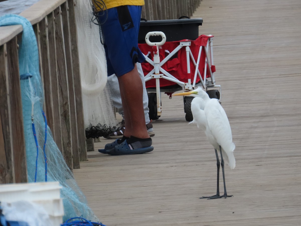 Great Egret - ML646195630