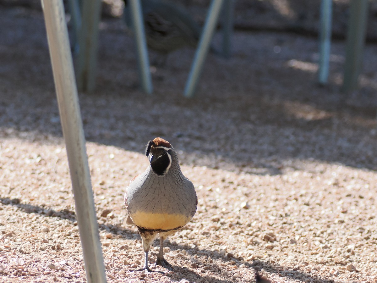 Gambel's Quail - ML646195638