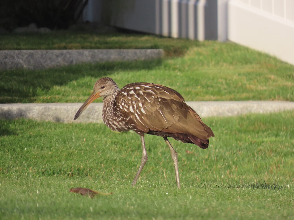 Limpkin - ML646195639