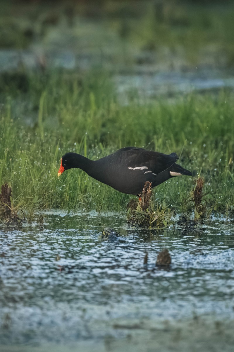 slípka americká - ML646195646