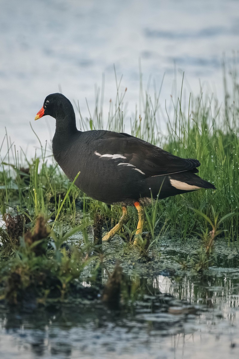 slípka americká - ML646195647
