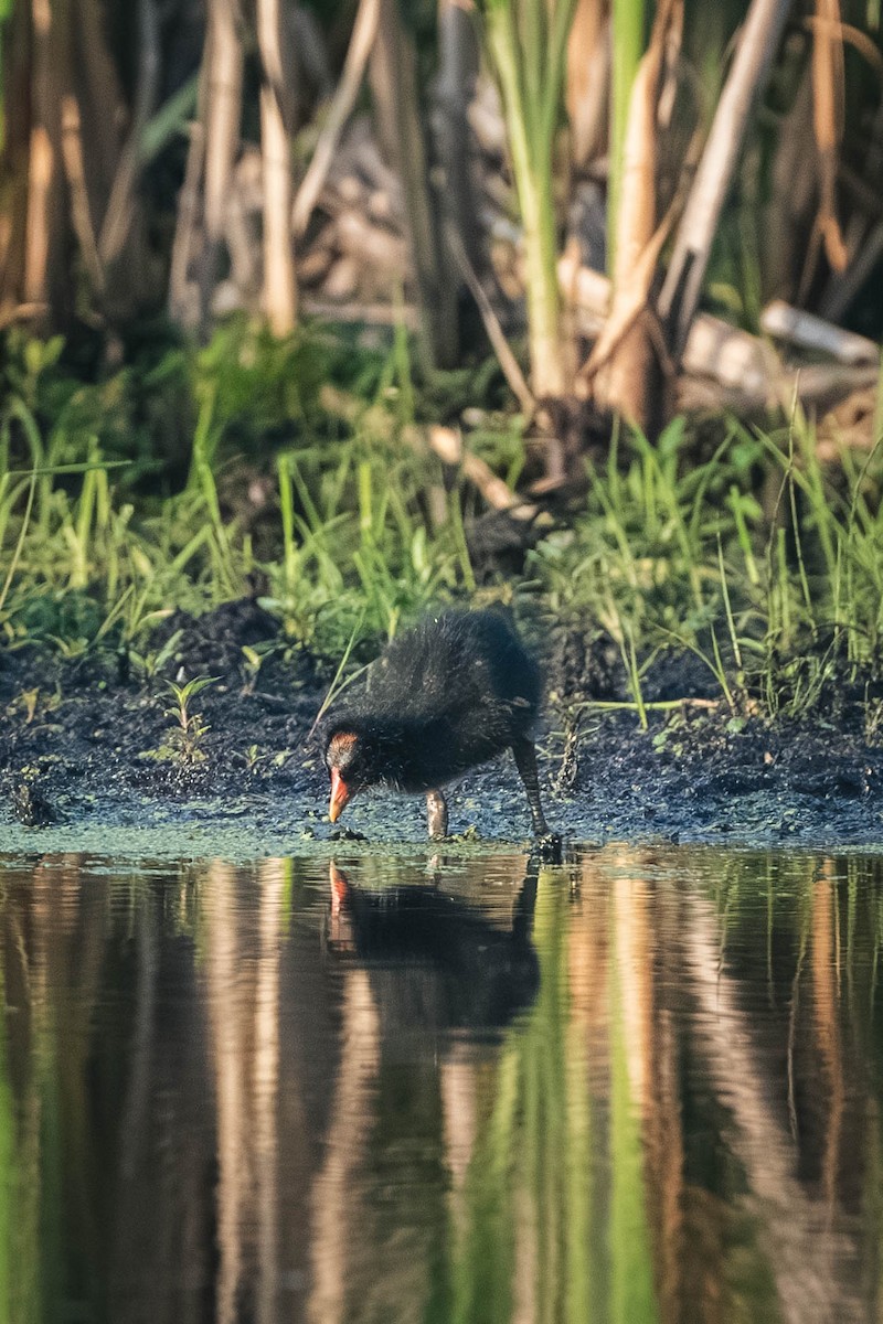 slípka americká - ML646195648