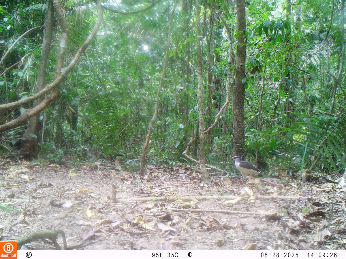 White-browed Hawk - ML646195657