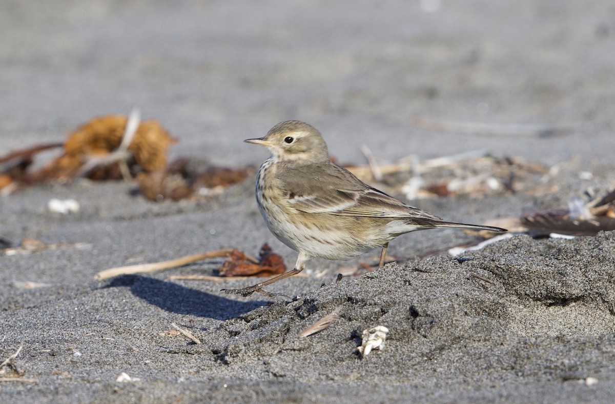 linduška tundrová - ML646195659