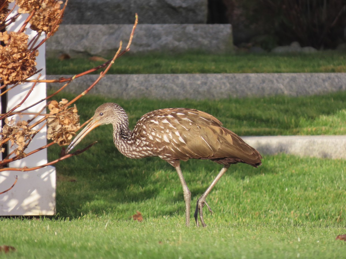 Limpkin - ML646195660
