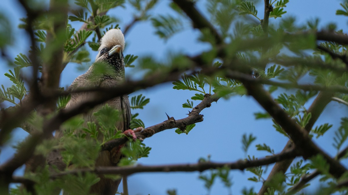 White-headed Mousebird - ML646195669