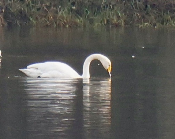 Whooper Swan - ML646195671