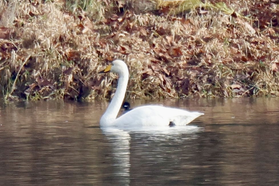 Whooper Swan - ML646195672